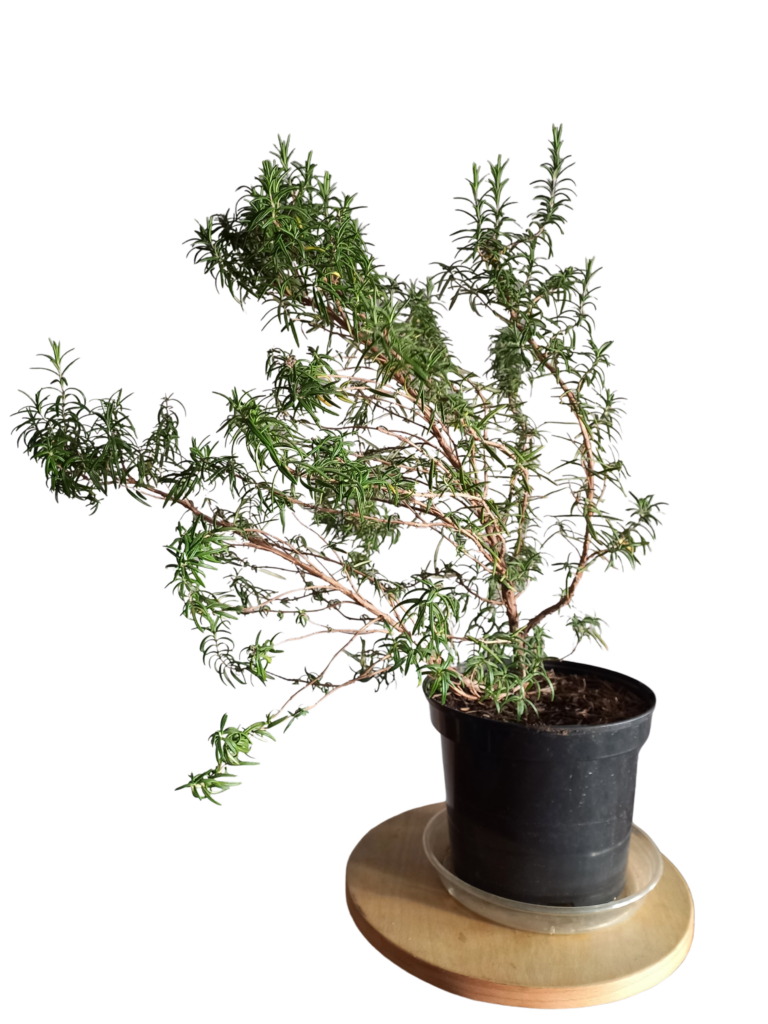 Picture of a rosemary in a black pot