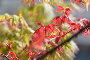 Read more about the article Shin Deshojo Maple