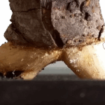 Chinese Elm air layering