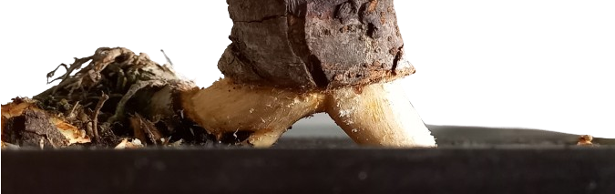You are currently viewing Chinese Elm air layering