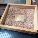 Shin Deshojo Maple – 2026 repotting