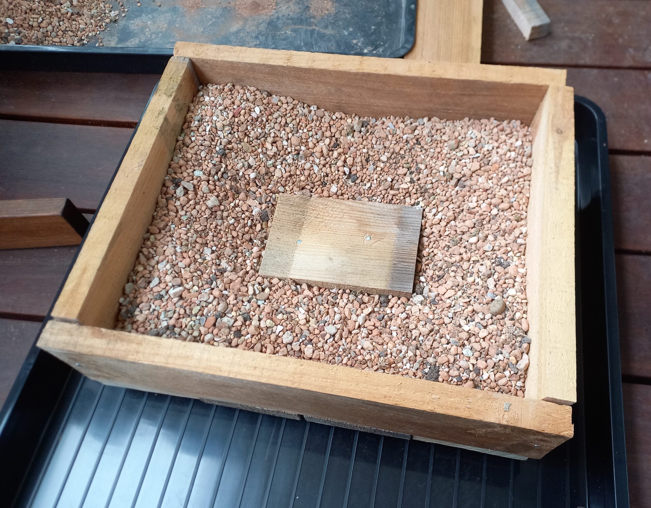 You are currently viewing Shin Deshojo Maple – 2026 repotting