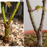 Arakawa summer 2023 – spring 2026