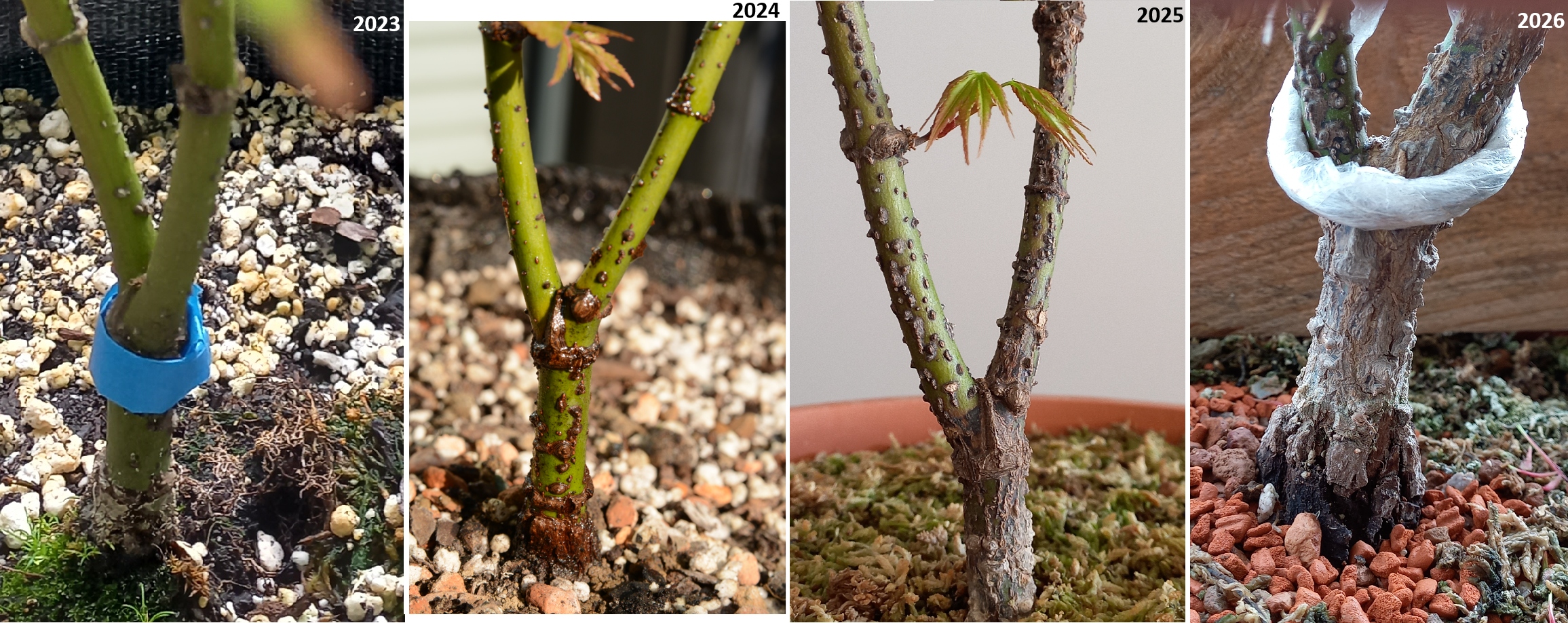 You are currently viewing Arakawa summer 2023 – spring 2026