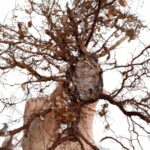 Chinese Elm repotting 2026