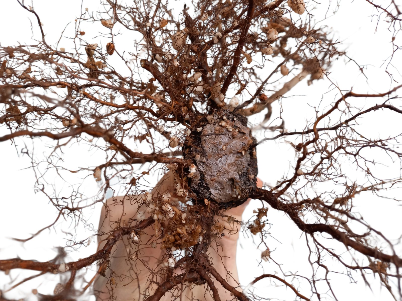 You are currently viewing Chinese Elm repotting 2026